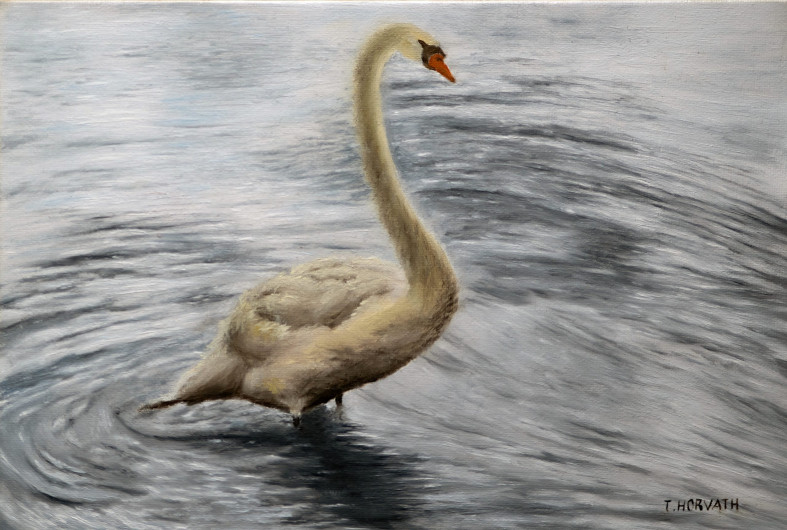 Swan Study