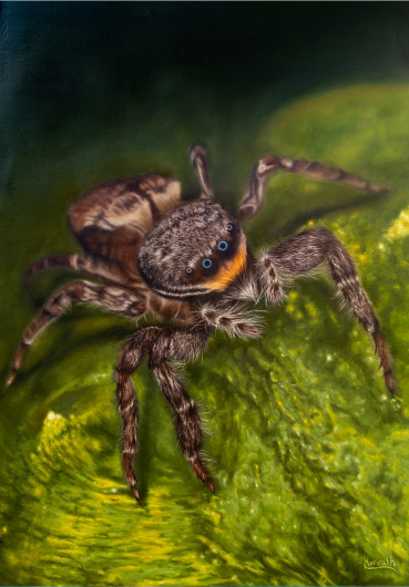 A Jumping Spider!