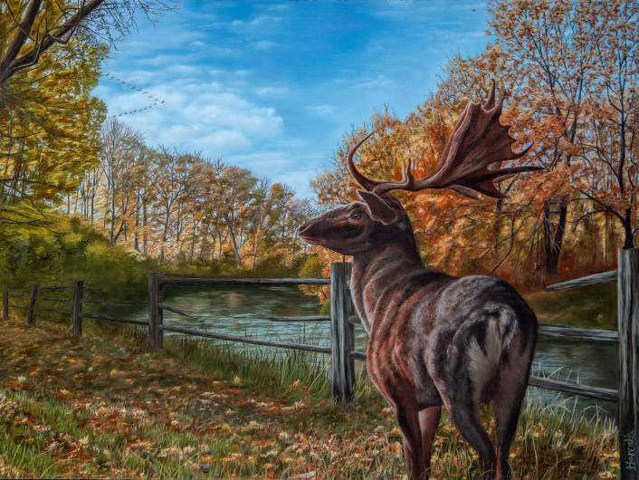 Portrait of a red deer in front of the Neisse river