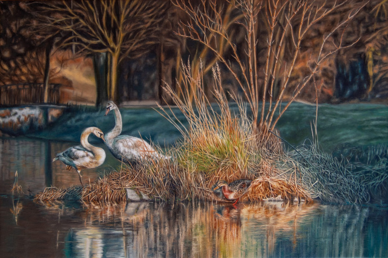 Swan Couple on a small Island