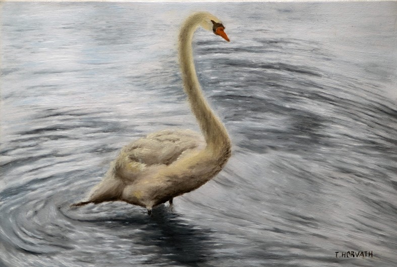 Swan Study