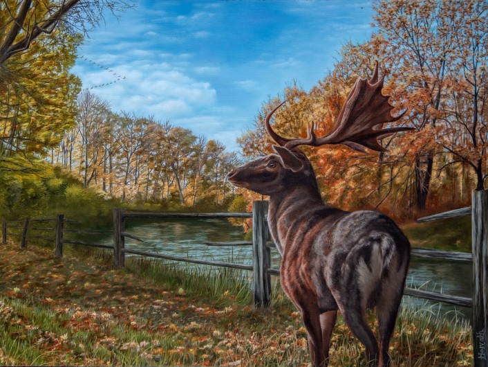Portrait of a red deer in front of the Neisse river